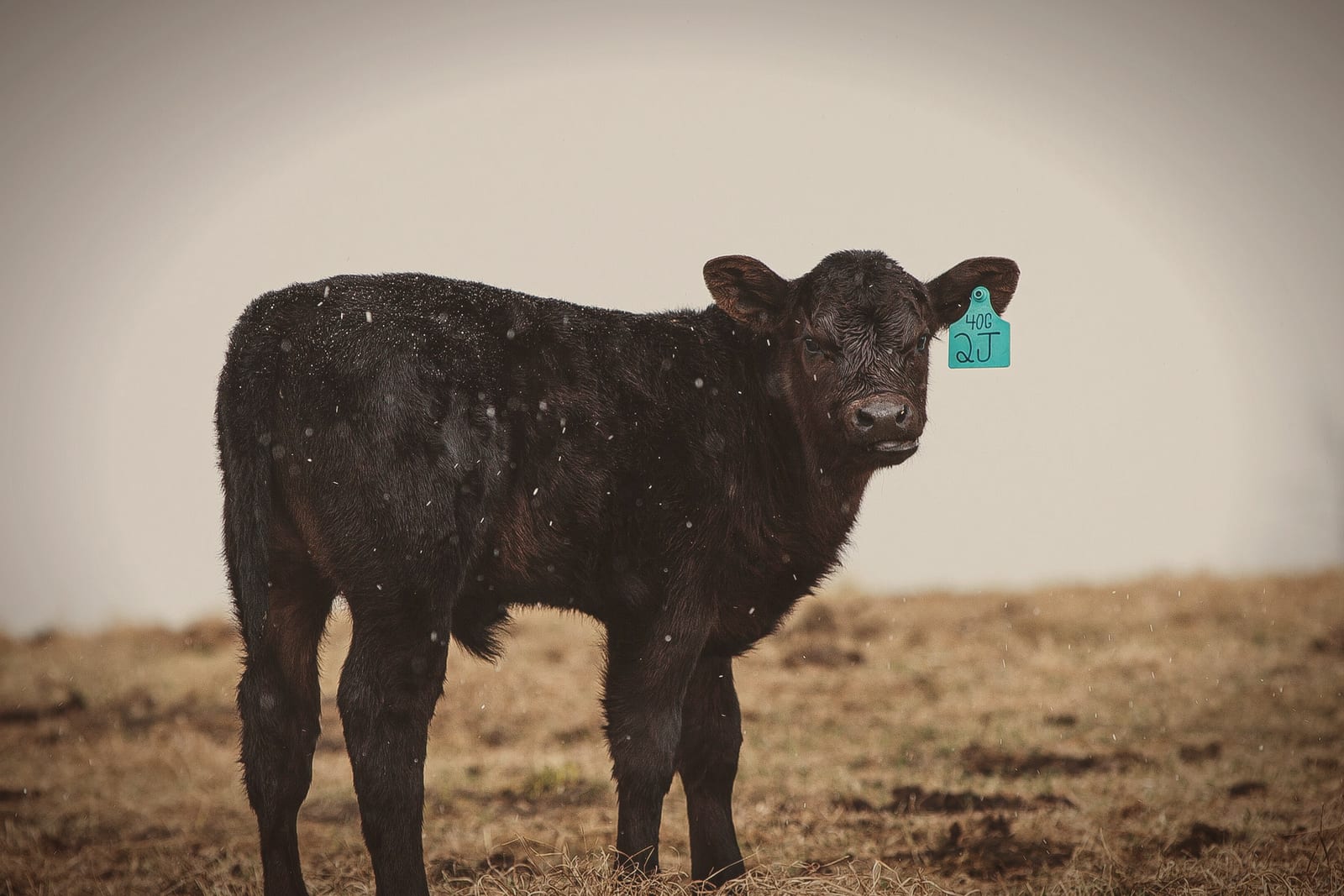 Azul Natural Beef